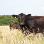 Can beef demand remain resilient throughout 2023?