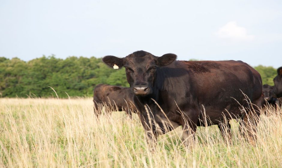 2 06 23 Cattle GettyImages 182835937 1 940x560 