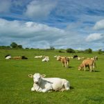 Fresh cattle commentary just in time for autumn | Stock Talk