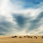 Weaner and backgrounder cattle sell well at Moreton