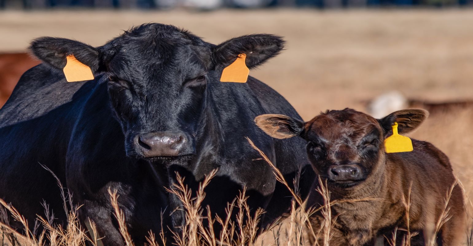 What does the 2022 drought mean for lactating pairs in 2023?