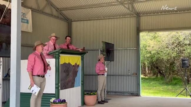 Composite bulls sell to a high of $20,000 at Hicks Beef, Holbrook