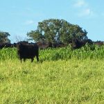 Auctions create great cattle marketing stories