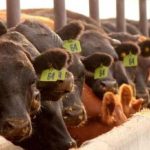 NCBA calls again for immediate halt to Brazilian beef imports