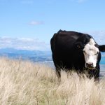 Selecting your replacement heifers to meet long-term herd goals