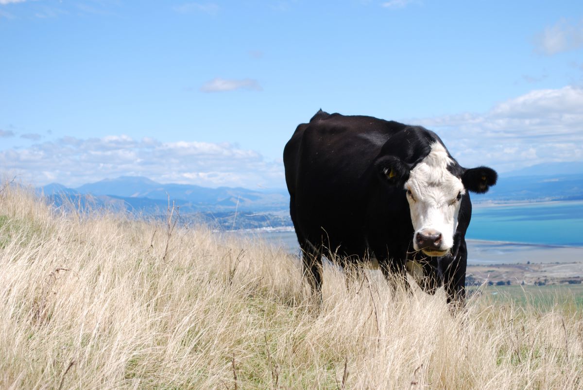 Cattle industry honors environmental stewards