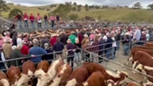 Heifers steal the show at Mountain calf sales