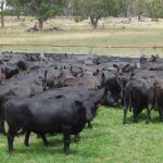 Outstanding cropping and mixed grazing country