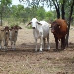 Valley Creek Simmentals' bulls sell to $8000, females to $11,000