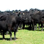 Crossbred cattle perform well against Brahmans in NT trial