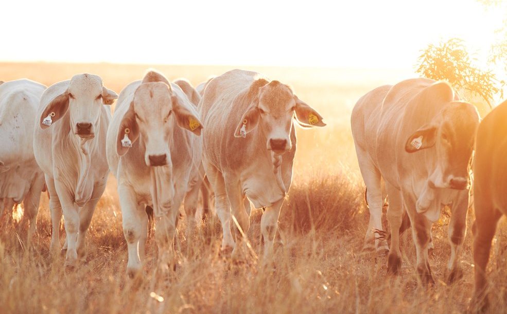 What’s become of the 700,000 QLD cattle that headed south for drought restocking?