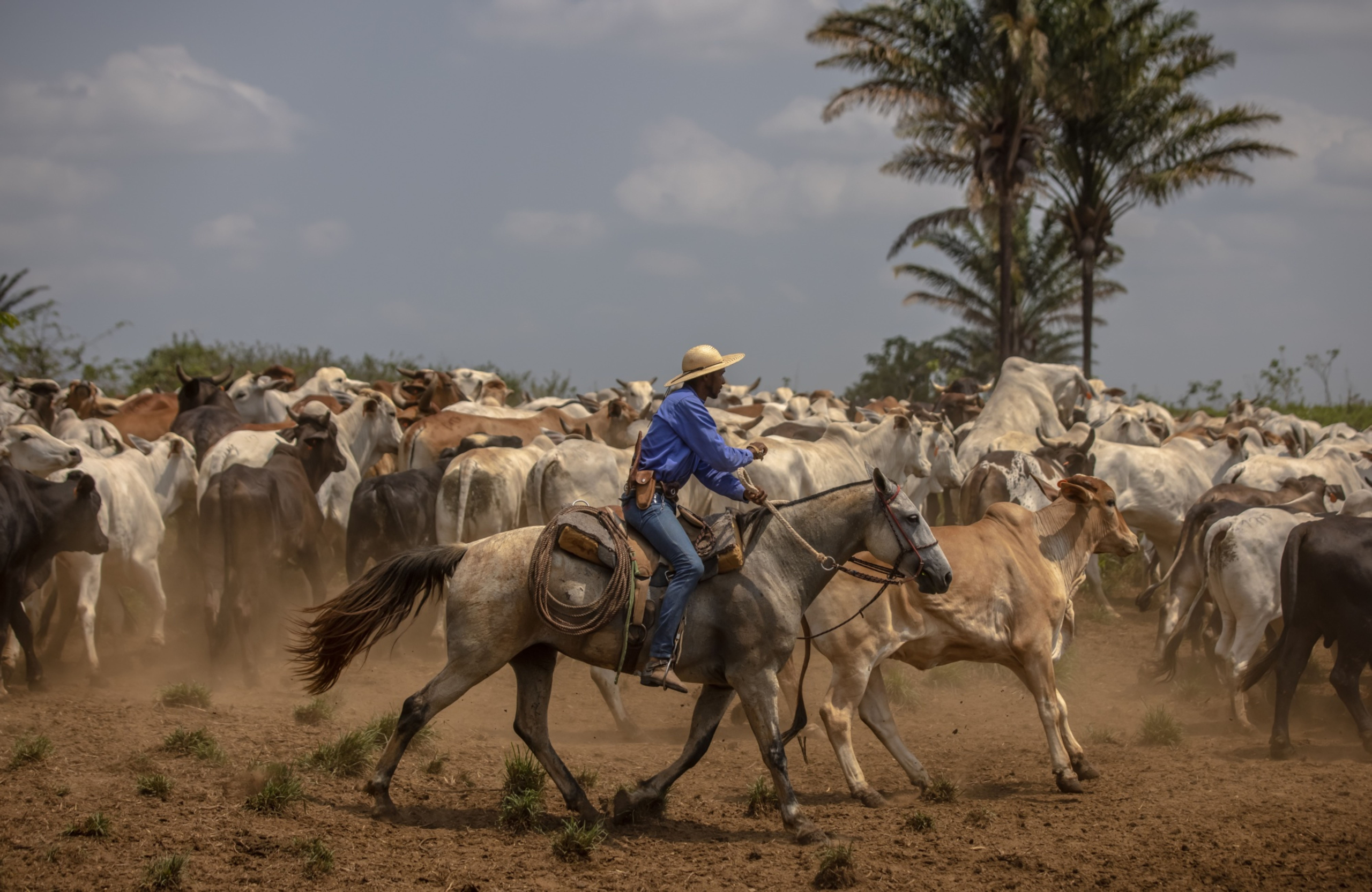 Meatpackers shares jump as China resumes Brazil beef imports