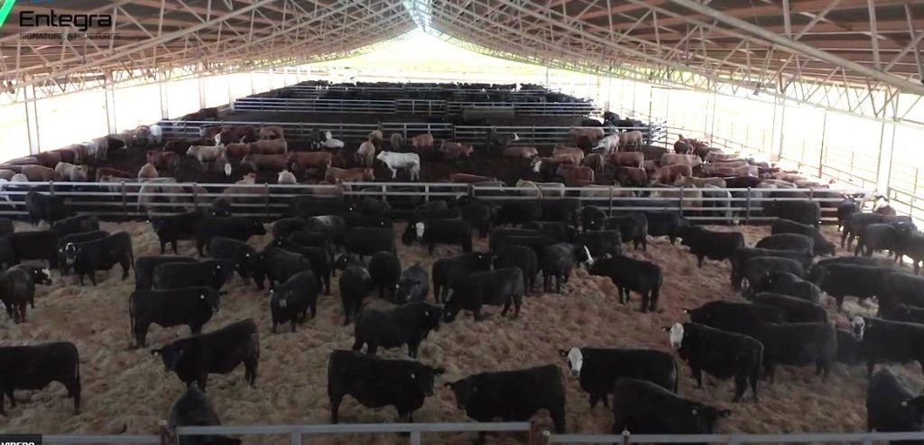 Going under cover: feedlot tour focusses on shade and shedding options