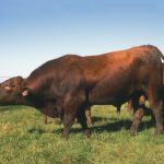 Fertilizing cool season grass pastures