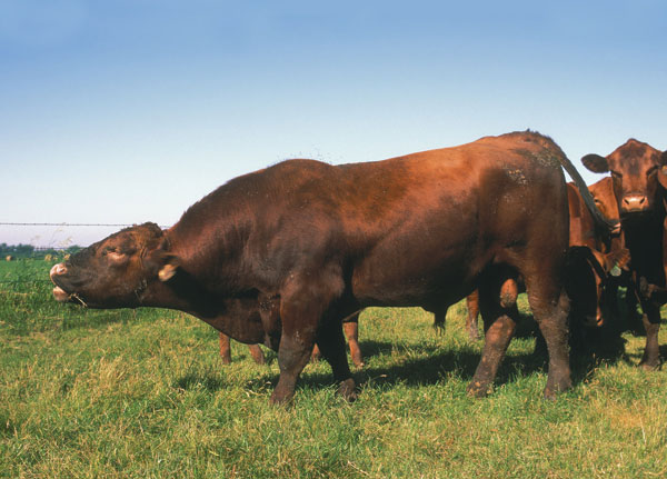 Do you have ample bull power for breeding season?