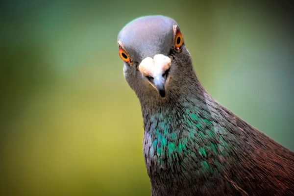 Whose coos are whose? The five types of pigeon you’ll see in Britain