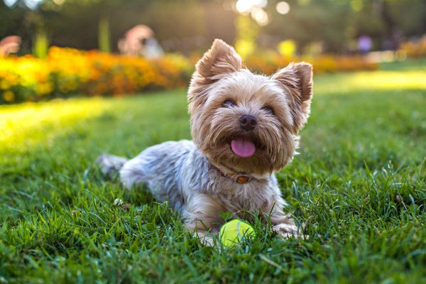 How to train your dogs around your gardening, by expert trainer Ben Randall