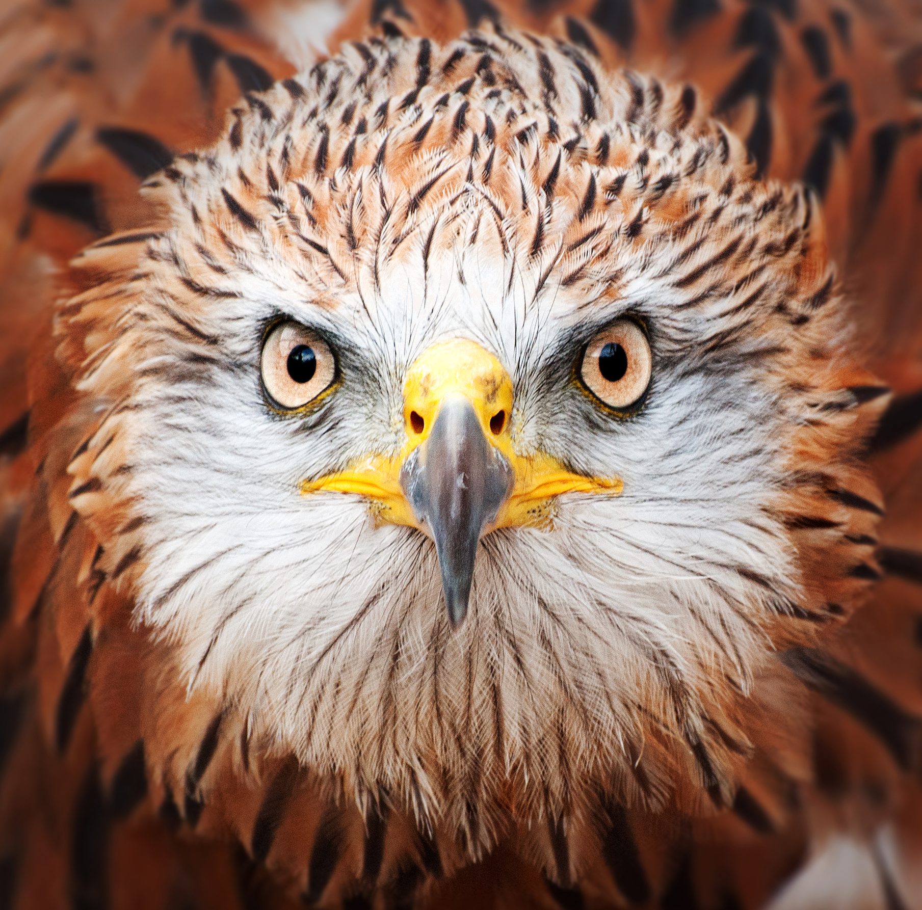 Where to see red kites, the birds which have been ‘the biggest species success story in UK conservation history’