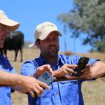 Charolais weaner steers sell for $1300 at Woodford | Queensland Country Life