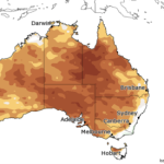 Emerald cattle values back up to 40c/kg