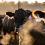 Government must step up on farm invasions | Farm Weekly