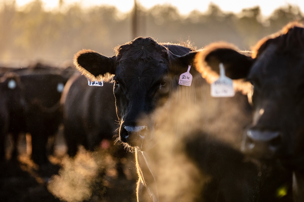 How Mort & Co is using new software to measure livestock emissions