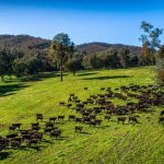 Big horsepower tractors in demand