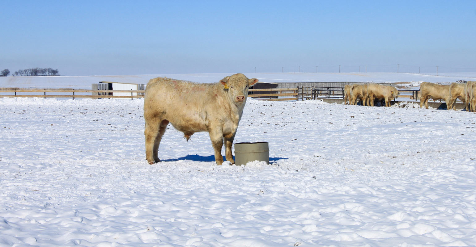 Flax and balancing fatty acids in the diet for cattle performance