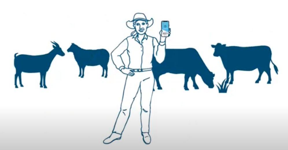 Queensland cattle producer backs new eNVD app