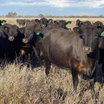 Jeremy Clarkson diversifies, buys cattle and takes swipe at AUSUK FTA