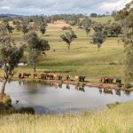 Picturesque, productive Clarence country up for grabs | Video