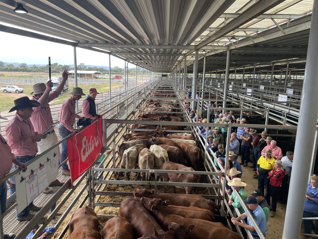 NVLX Wodonga 11 April 2023: Grain-assisted yearlings firm