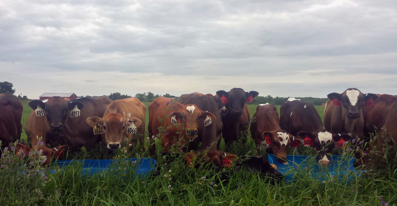 Fertilizing cool season grass pastures