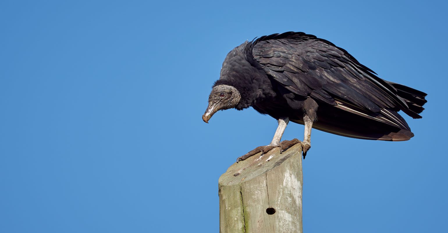 Black Vulture Relief Act introduced in Congress