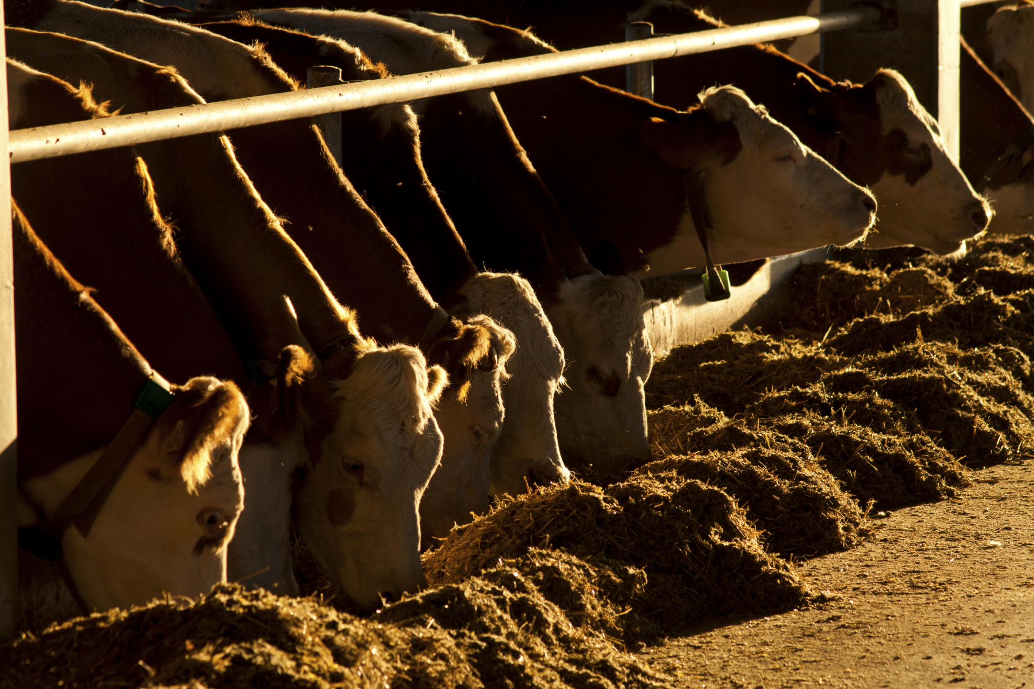 Tyson invests in carbon credit marketplace for livestock sector