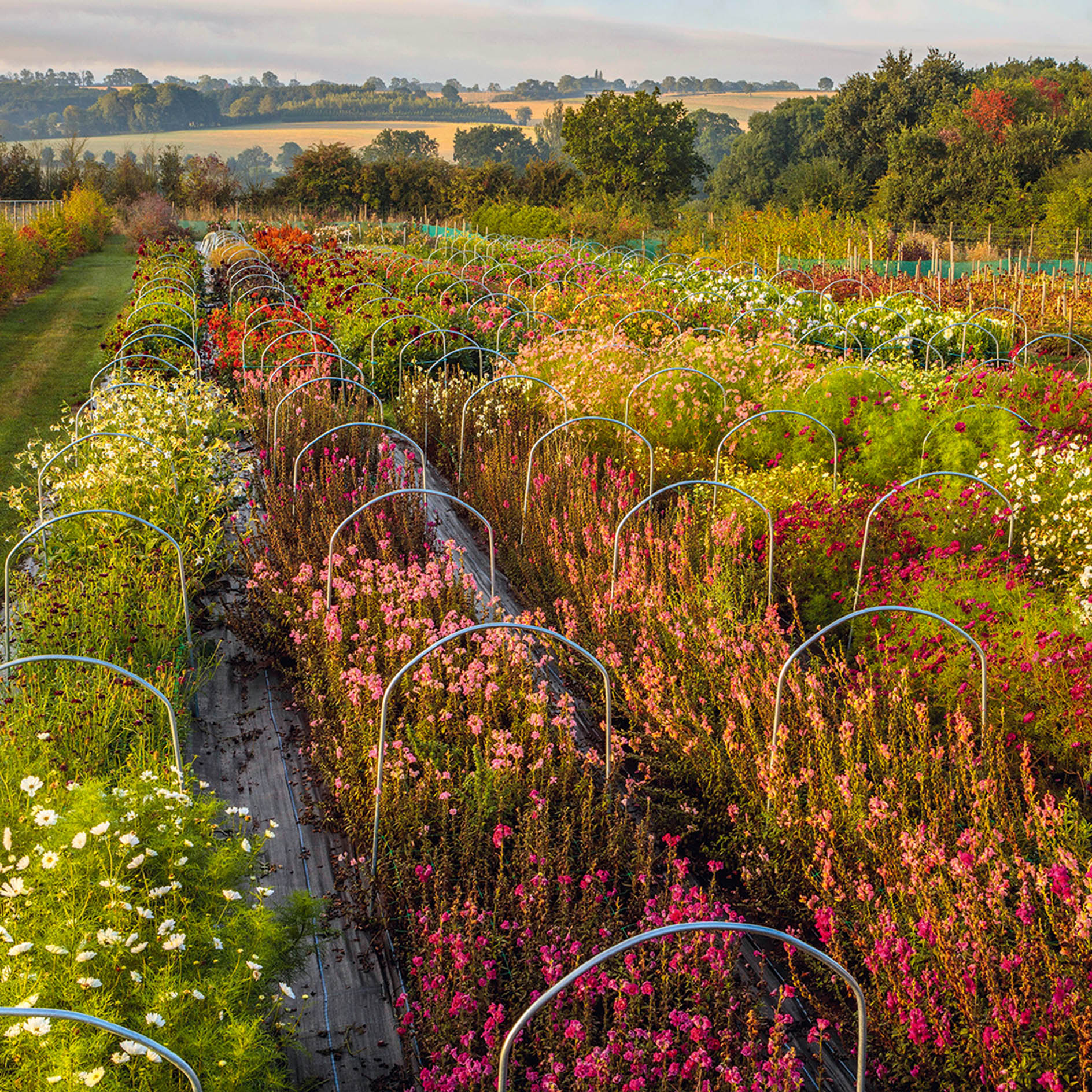 How to start your own cutting garden, by three of Britain’s most successful flower growers