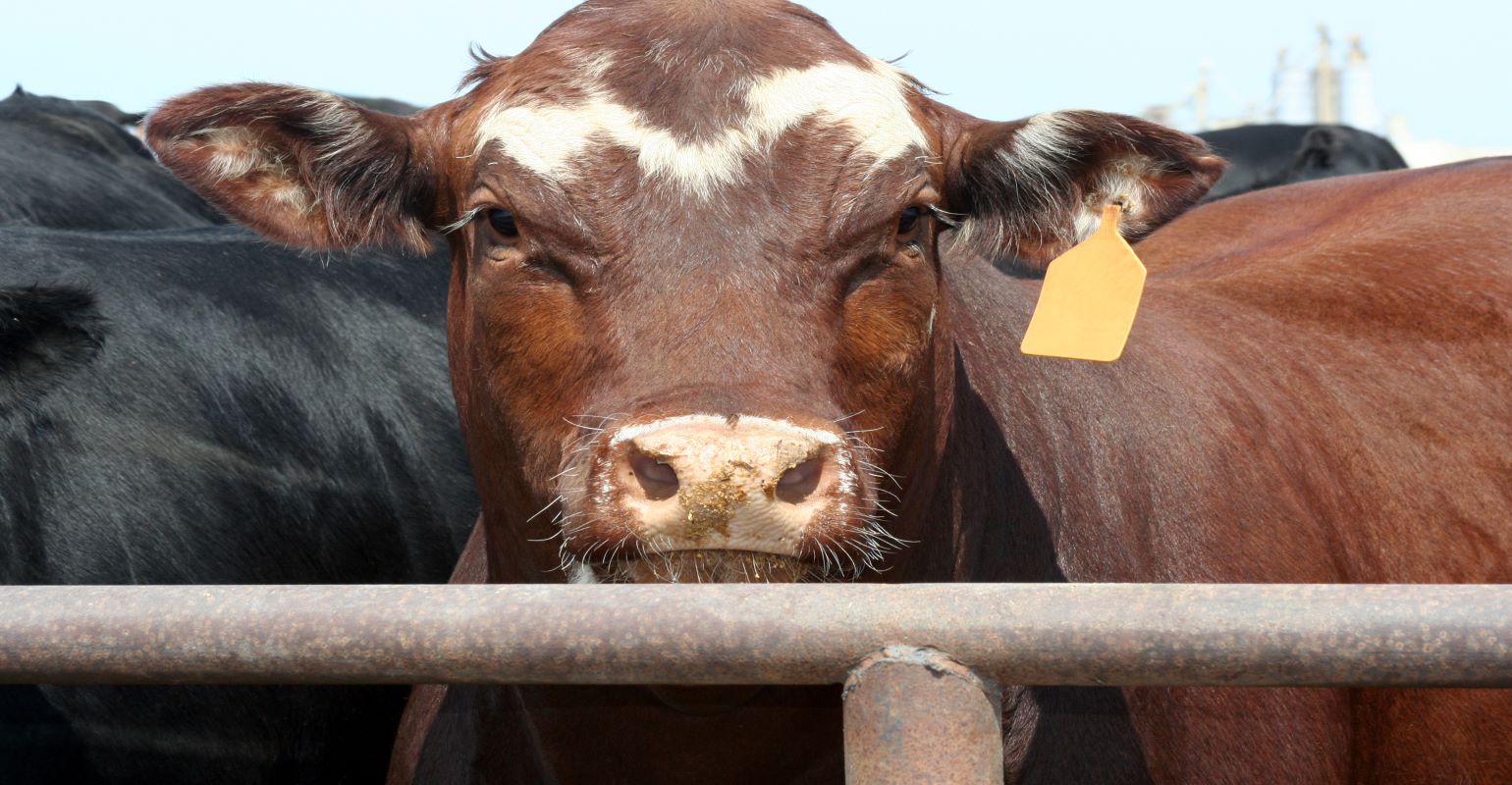 High prices, low volatility | Beef Magazine