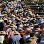 Dubbo sale 9 Mar 2023: Mixed quality in 4030 head yarding