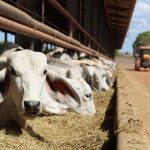 Charbray weaner steers make 352c/$753 at Charters Towers | North Queensland Register