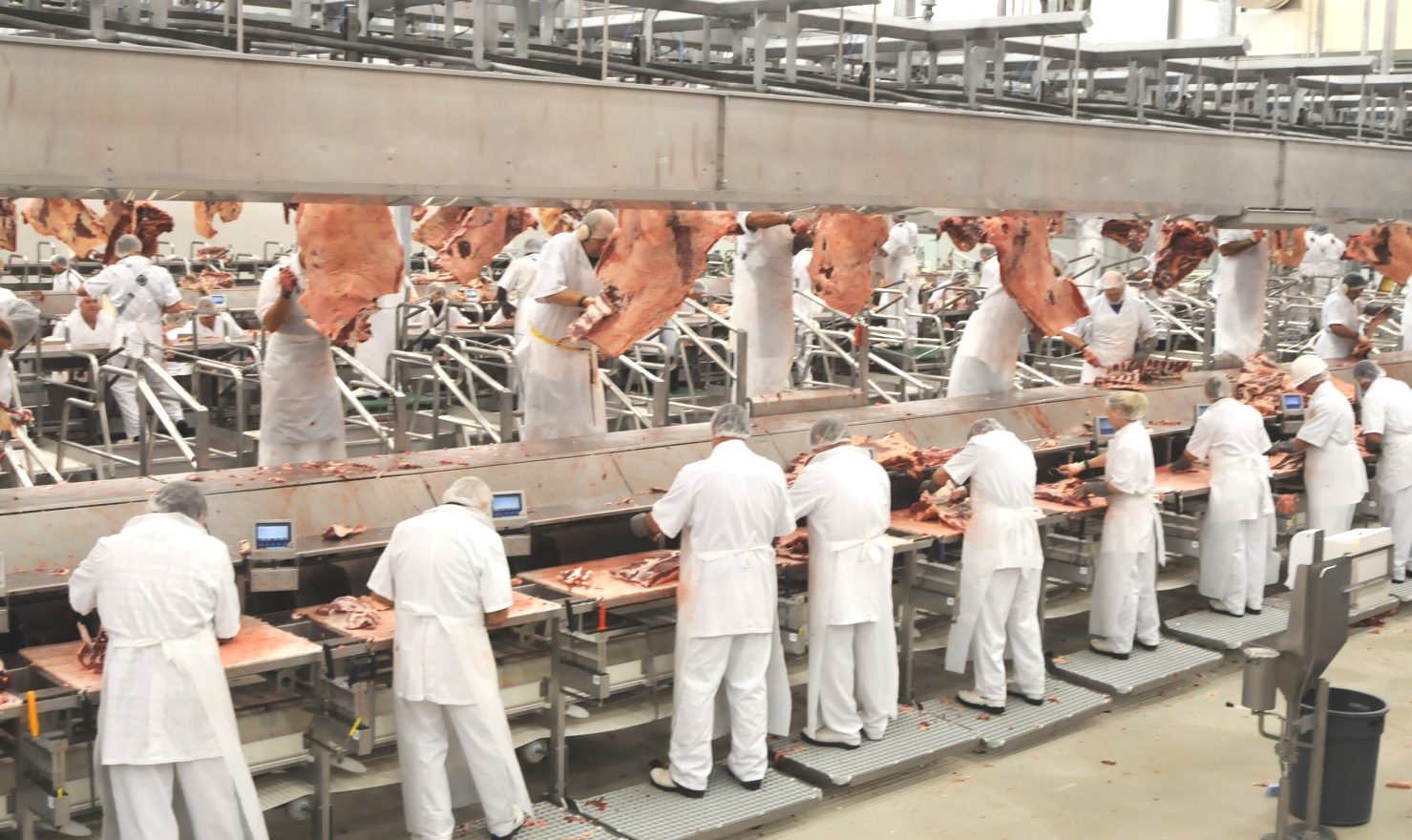 Govt action needed to avoid cattle price meltdowns due to processing labour woes