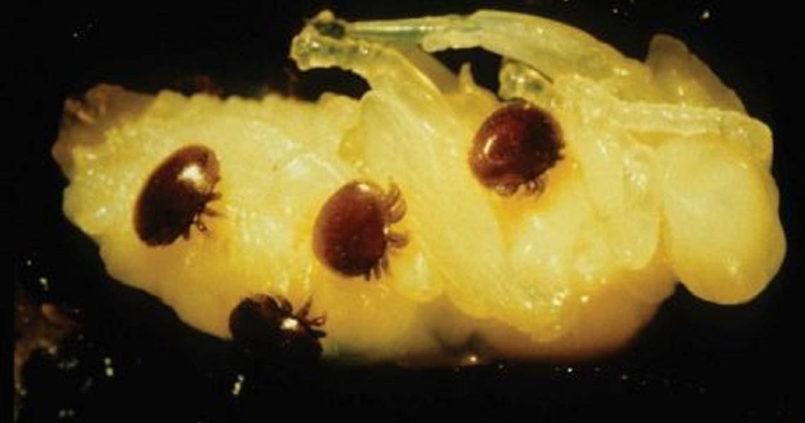 Concerns for Sydney with new Varroa mite detections