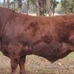 Cattle shade, shelter under microscope at Dalby conference + Video