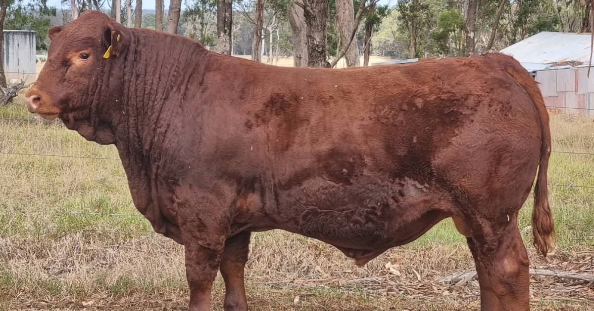 First Morrisvale Limousin sale a good one