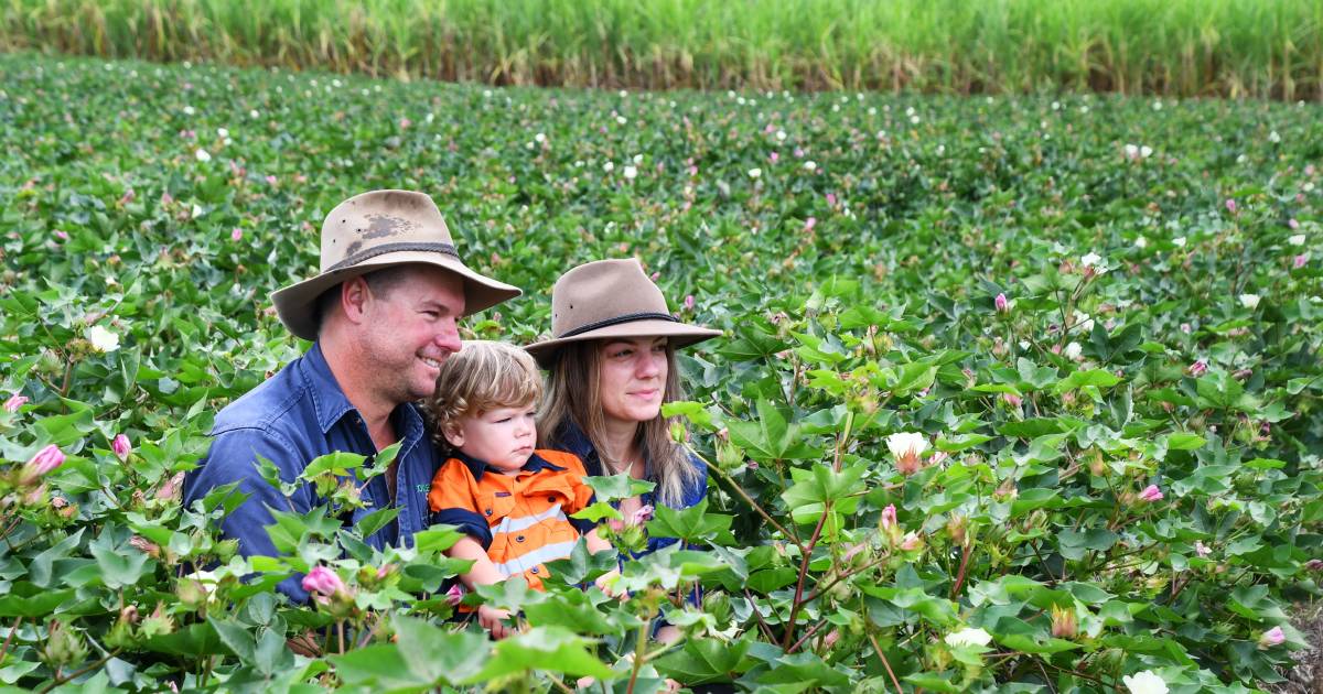 Cotton comes to coastal Queensland cane country