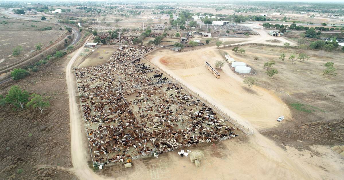 Charters Towers council engages consultants for Dalrymple Saleyards masterplan | North Queensland Register