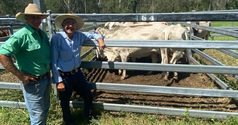 PTIC grey Brahman heifers crack $1600 at Miriam Vale sale