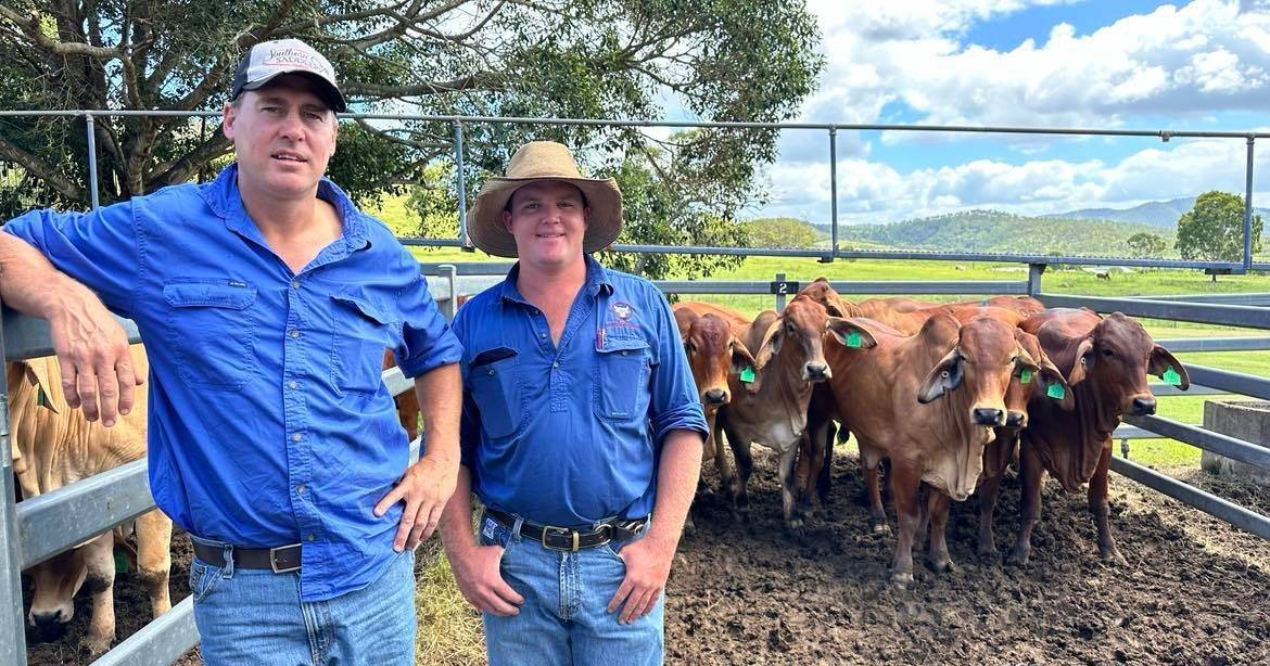 PTIC Brahman females make $2400 at Woolooga