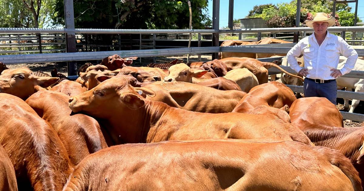 Charters Towers prime cattle soften