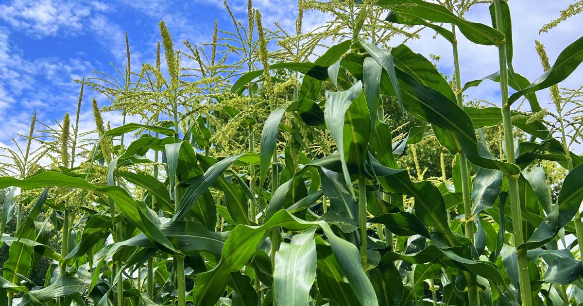 Path through the maize | In Fiona’s Garden | The Land