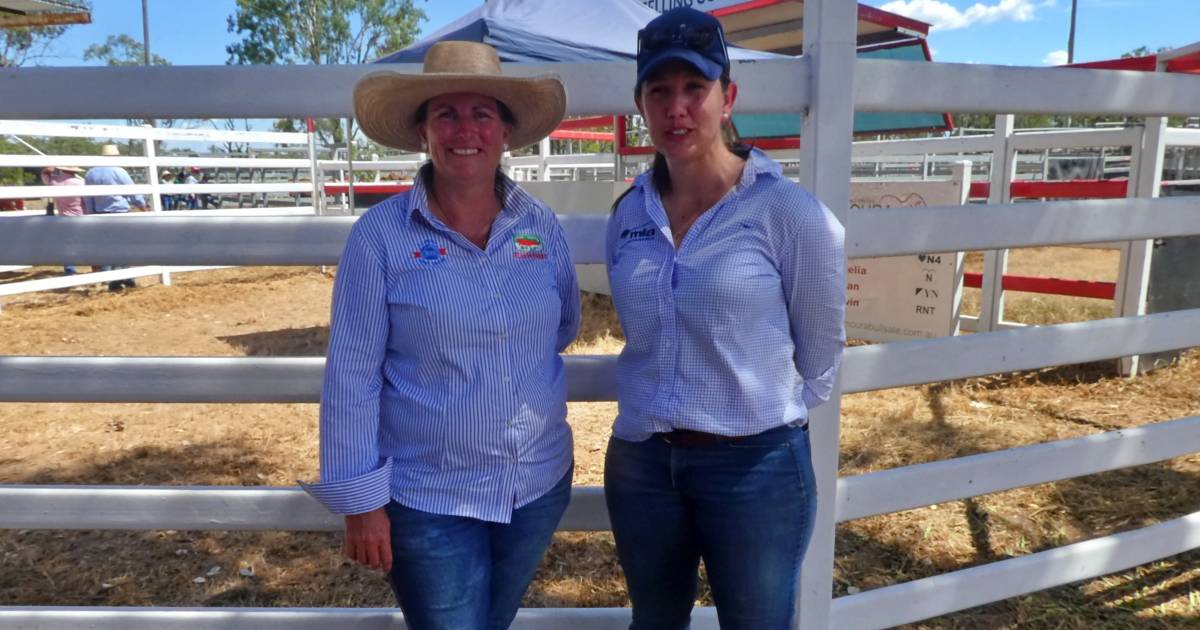 Strong crowd gathers for Callide Dawson Carcase Comp field day